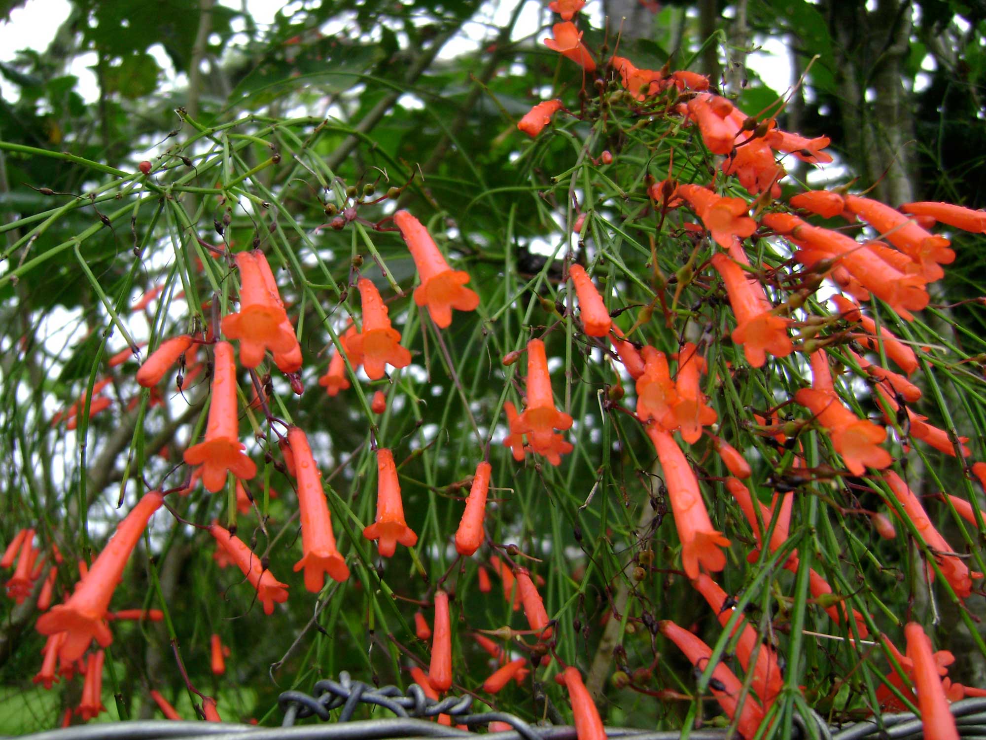 روسلیا(گل مرجانی)